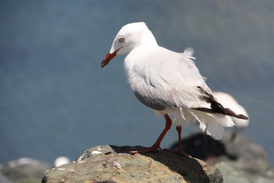 Какая птица ныряет глубже