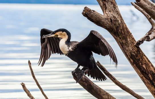 Какая птица ныряет глубже