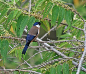 Куда улетает летом жить снегирь, где можно встретить зимой перелетных птиц