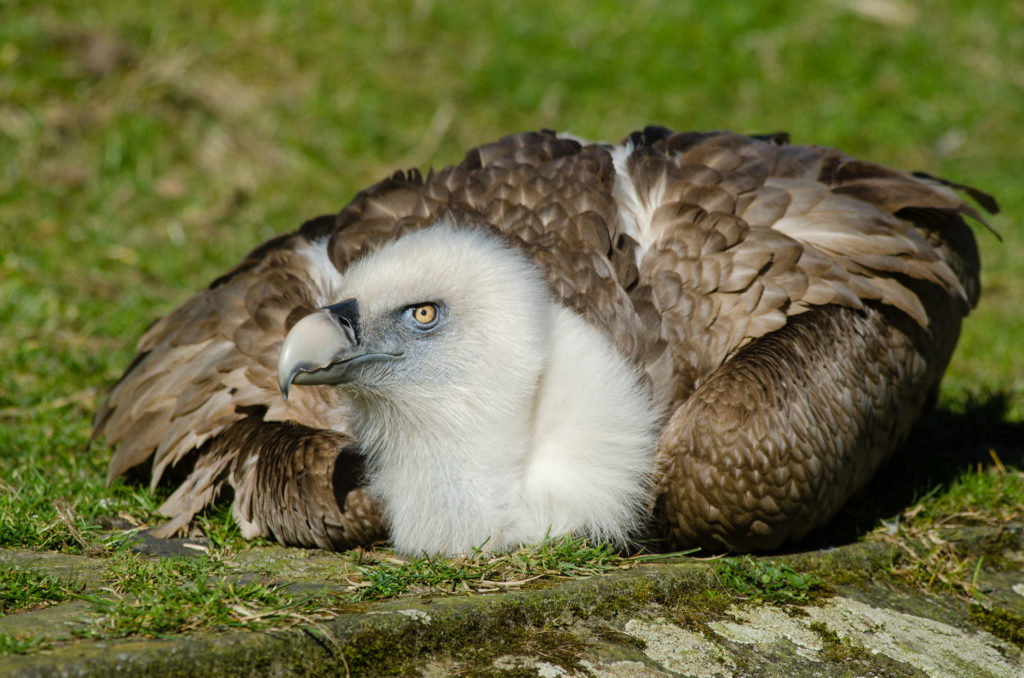 Белоголовый сип