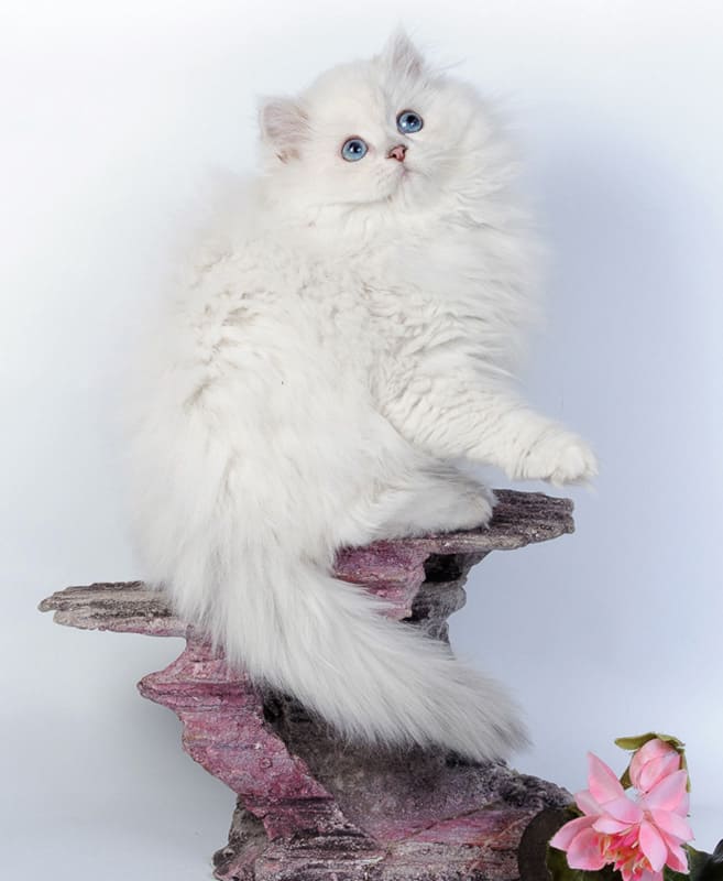 blh-ns-12-33-серебряный-завуалированный-color-point-seal-silver-shell-point длинношерстная-черная-серебряная-завуалированная-колор-пойнт-blh-ns-12-33