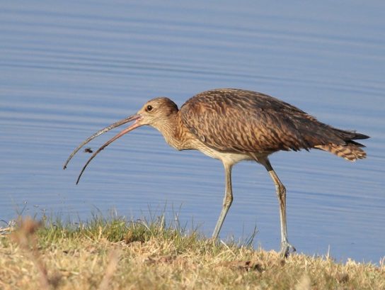 Кормится кроншнеп