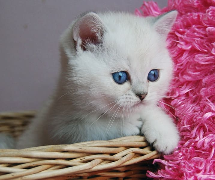 bri-ns-11-33-серебристый-затушеванный-колор-пойнт черный-серебристый-затушеванный-color-point-bri-ns-11-33