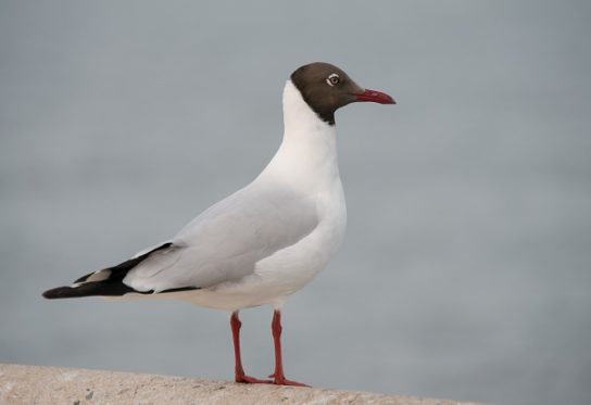 Какая птица ныряет глубже