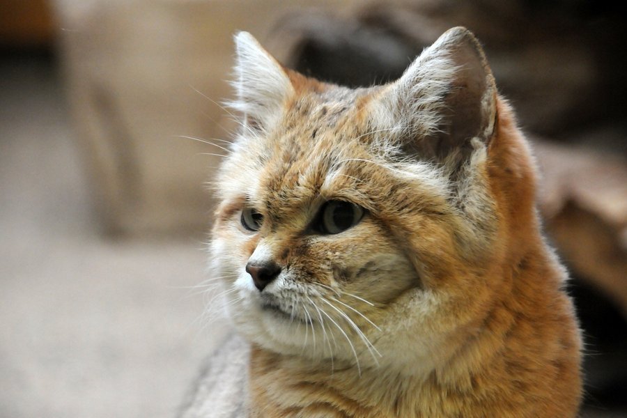 барханный кот