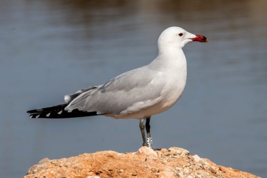 Какая птица ныряет глубже