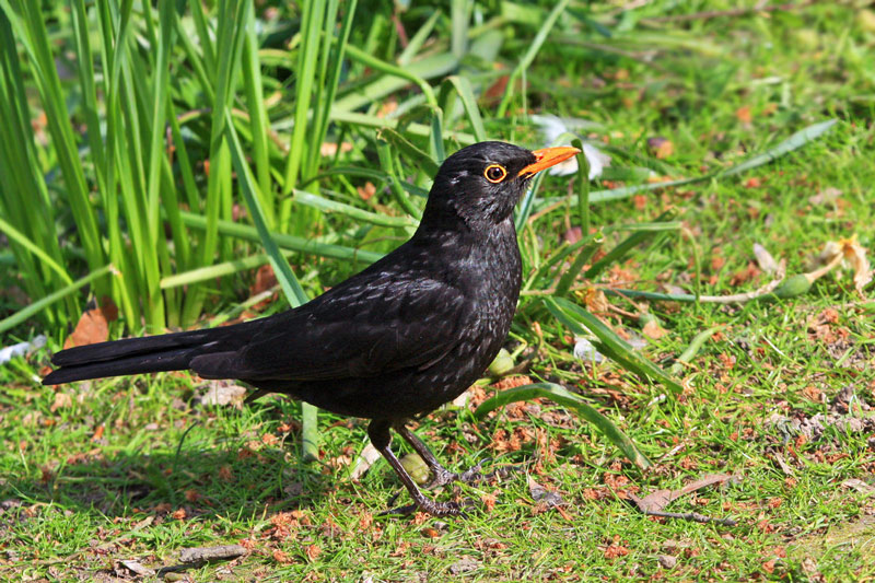 Дрозд: как выглядит и чем питается, это перелетная или неперелетная птица