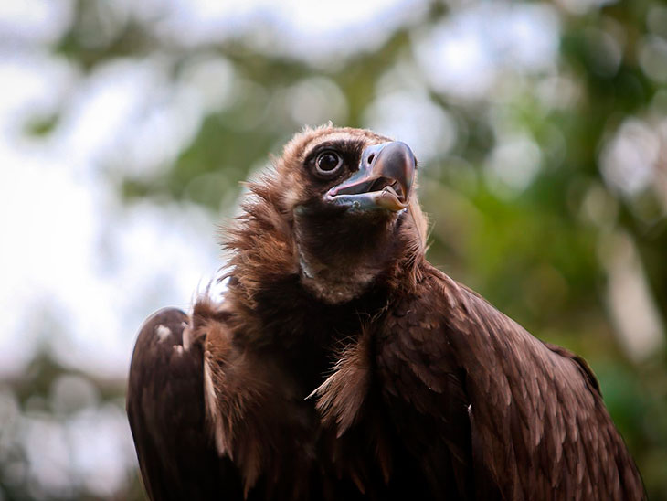 Гриф черный