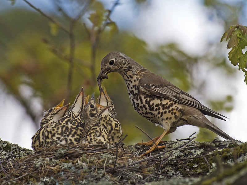 Дрозд: как выглядит и чем питается, это перелетная или неперелетная птица