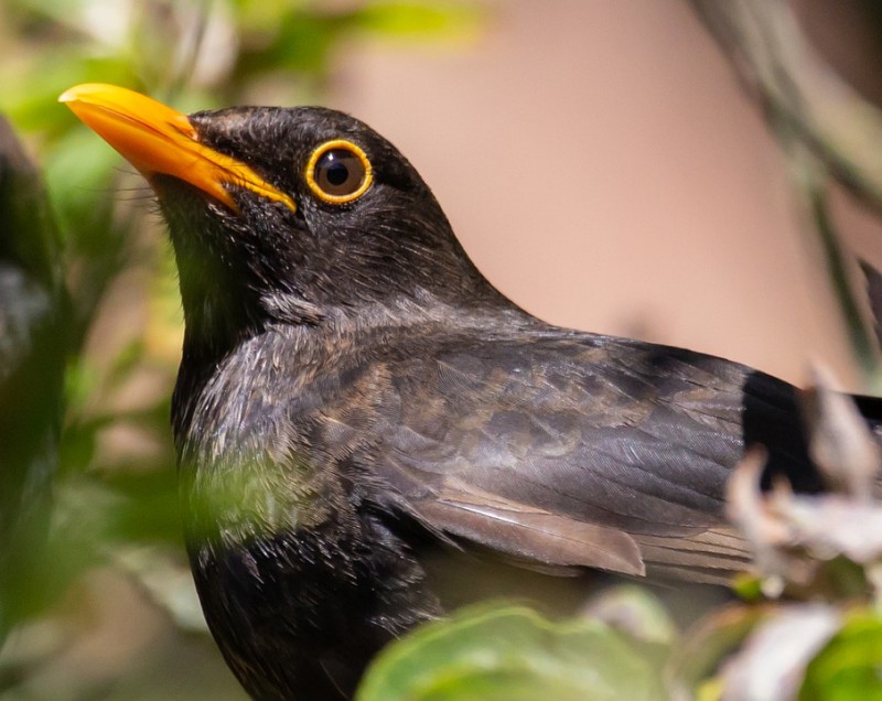Дрозд: как выглядит и чем питается, это перелетная или неперелетная птица