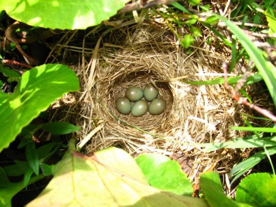 Яйца варакушки