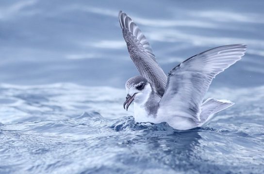 Какая птица ныряет глубже