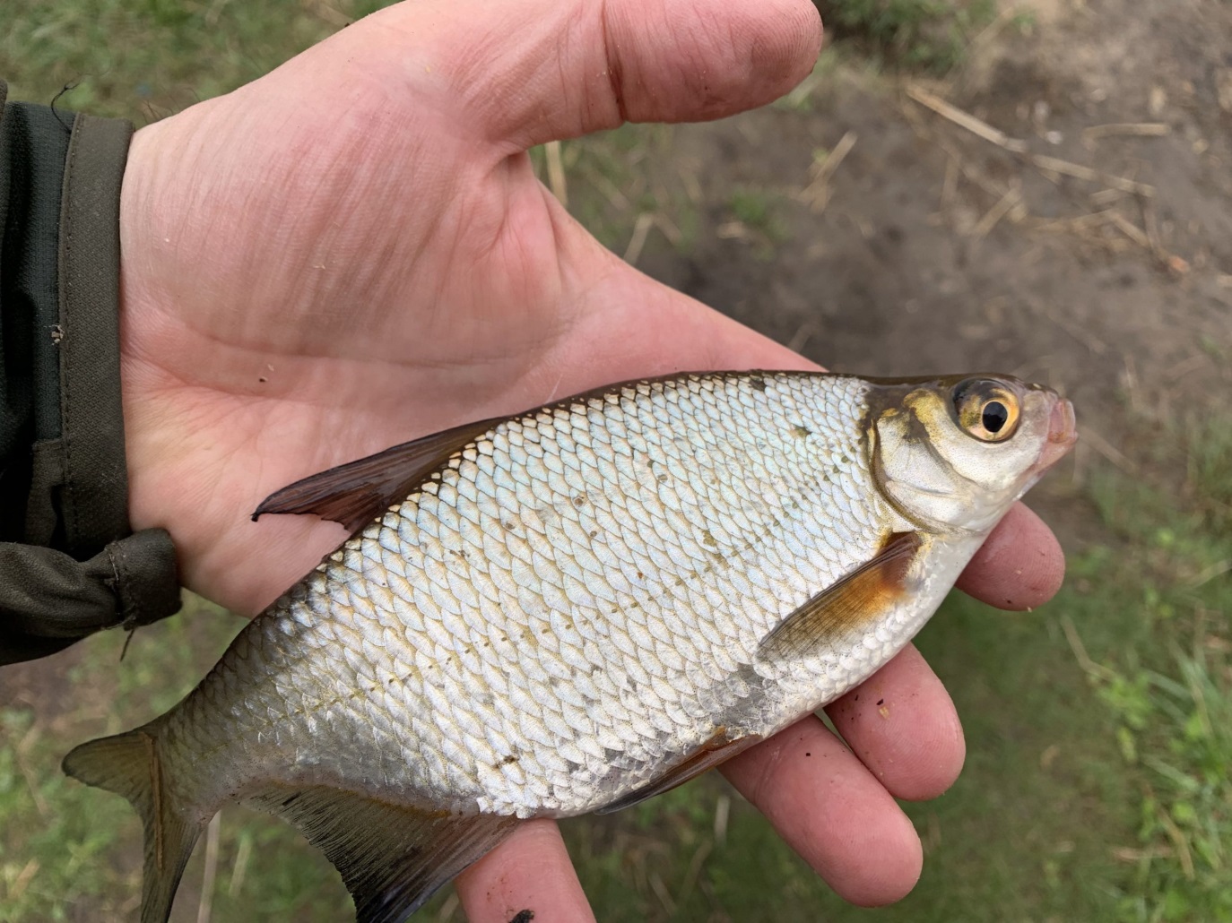 Календарь клёва густеры густера