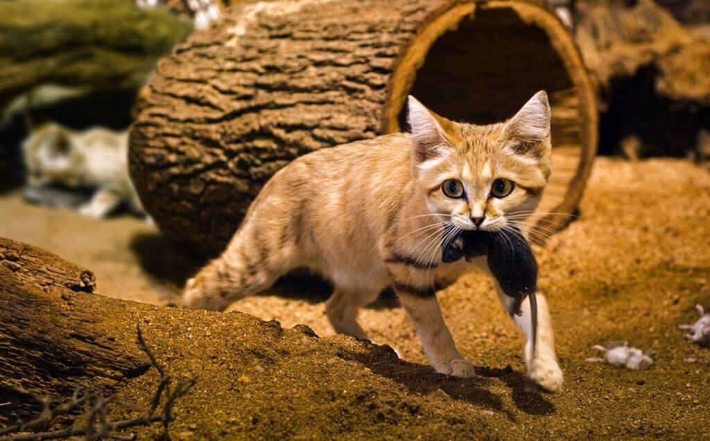 барханный кот