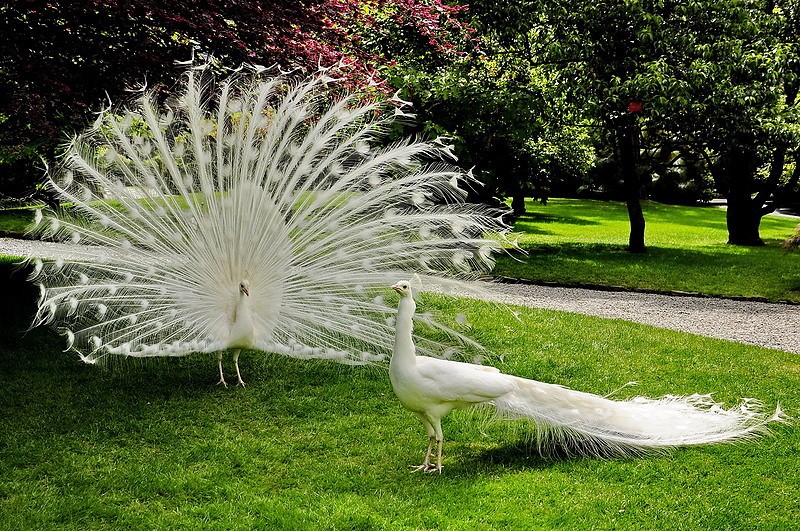 Белый павлин - белоснежный вестник