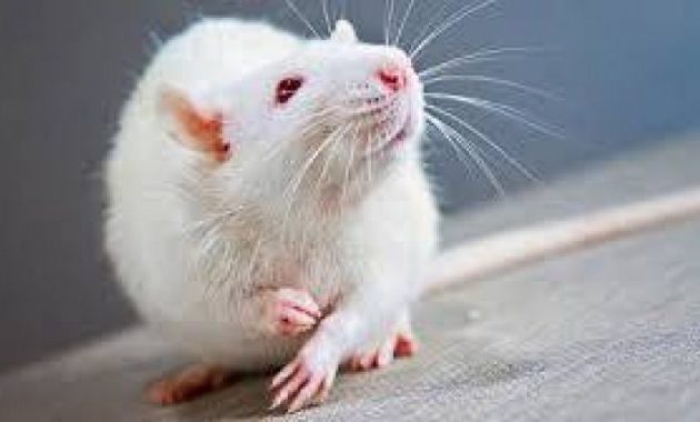 У альбиносов очень плохое зрение