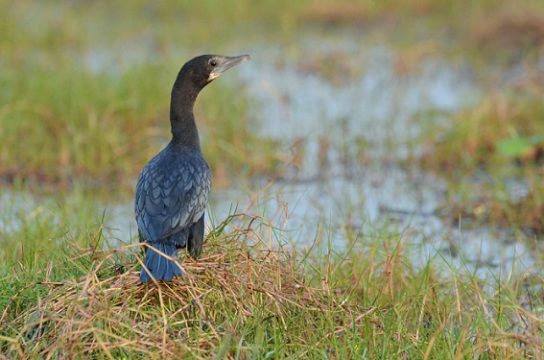 Какая птица ныряет глубже