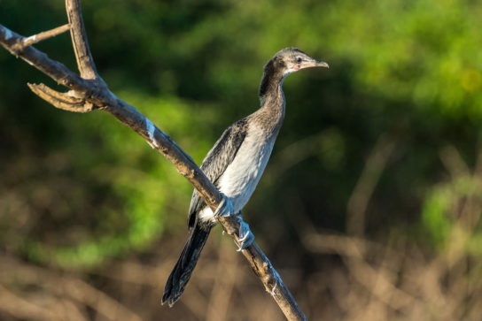 Какая птица ныряет глубже