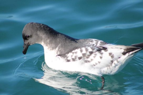 Какая птица ныряет глубже