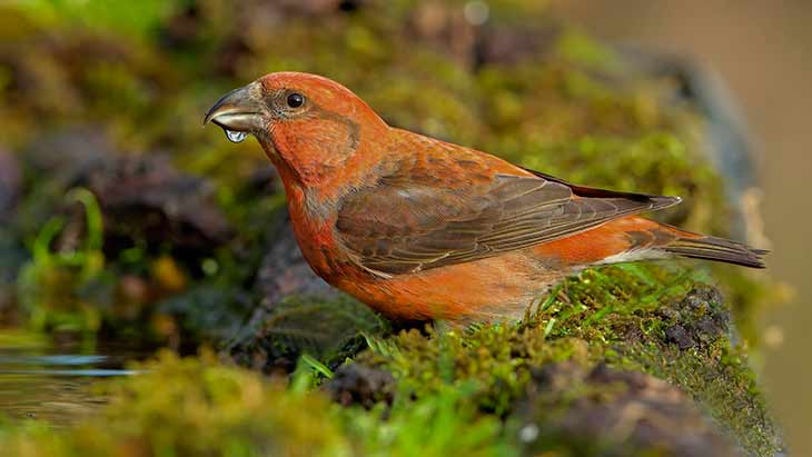 Типы клеста