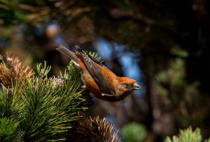 Образ жизни клеста
