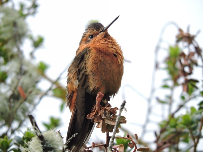 Колибри - родина и размер птички, как она выглядит, чем питается