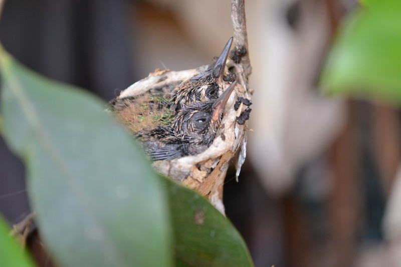 Колибри - родина и размер птички, как она выглядит, чем питается