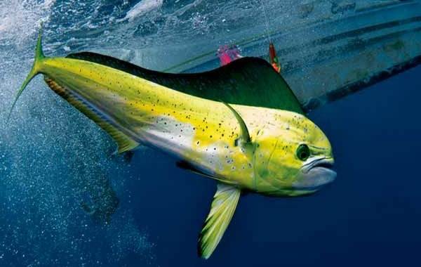 Корифена-рыба-её-описание-особенности-виды-образ-жизни-и-среда-обитания-4