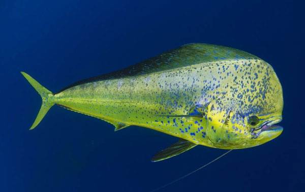 Корифена-рыба-её-описание-особенности-виды-образ-жизни-и-среда-обитания-8