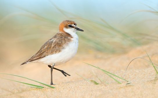 Какая птица ныряет глубже