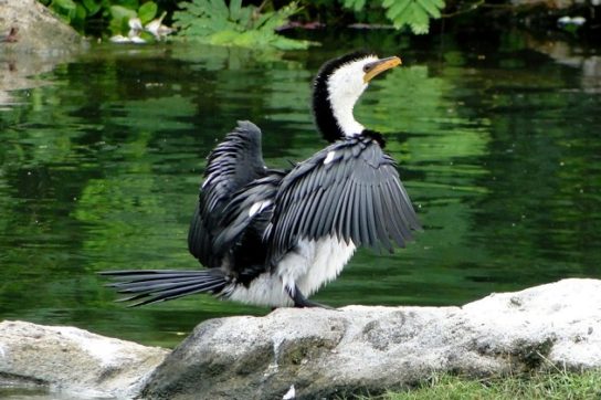 Какая птица ныряет глубже