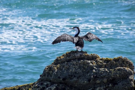 Какая птица ныряет глубже