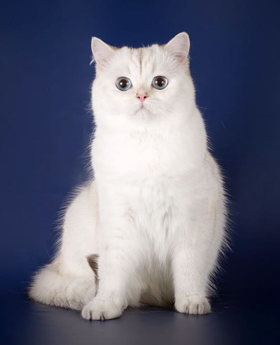 нс-11-33-черный-серебряный-затушеванный пункт нс-11-33-черный-серебряный-затушеванный пункт