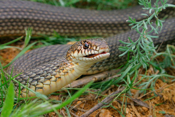 Полоз желтобрюхий