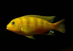 Псевдотрофеус ломбардо