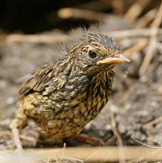 Птенец варакушки