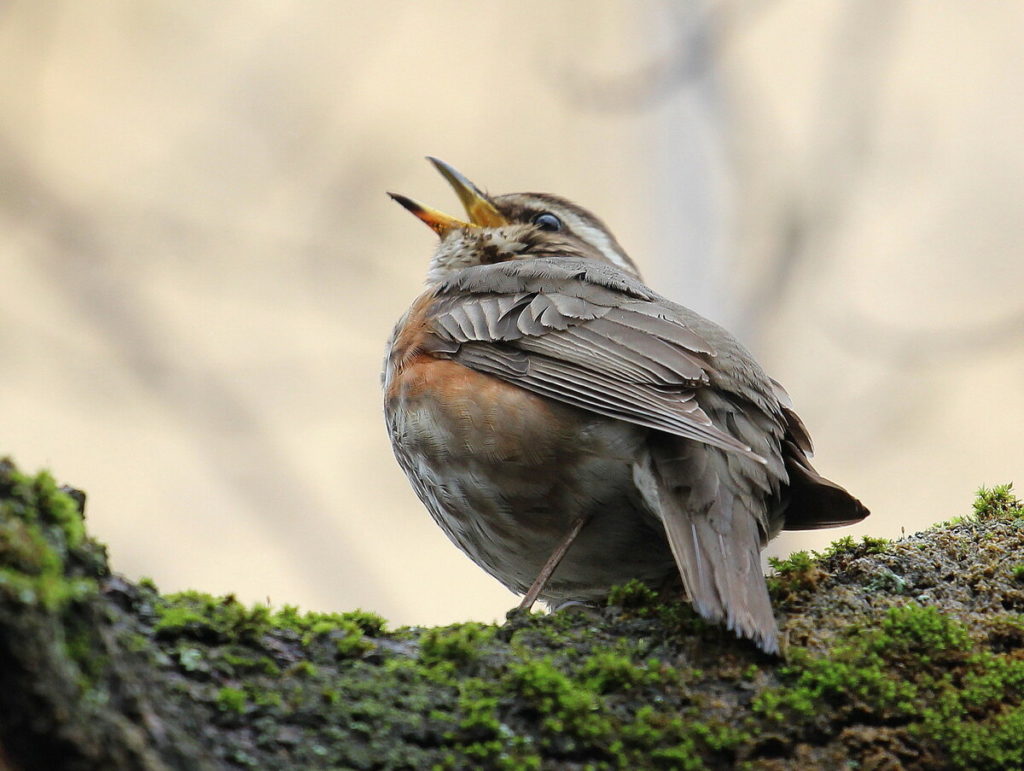 Дрозд: как выглядит и чем питается, это перелетная или неперелетная птица