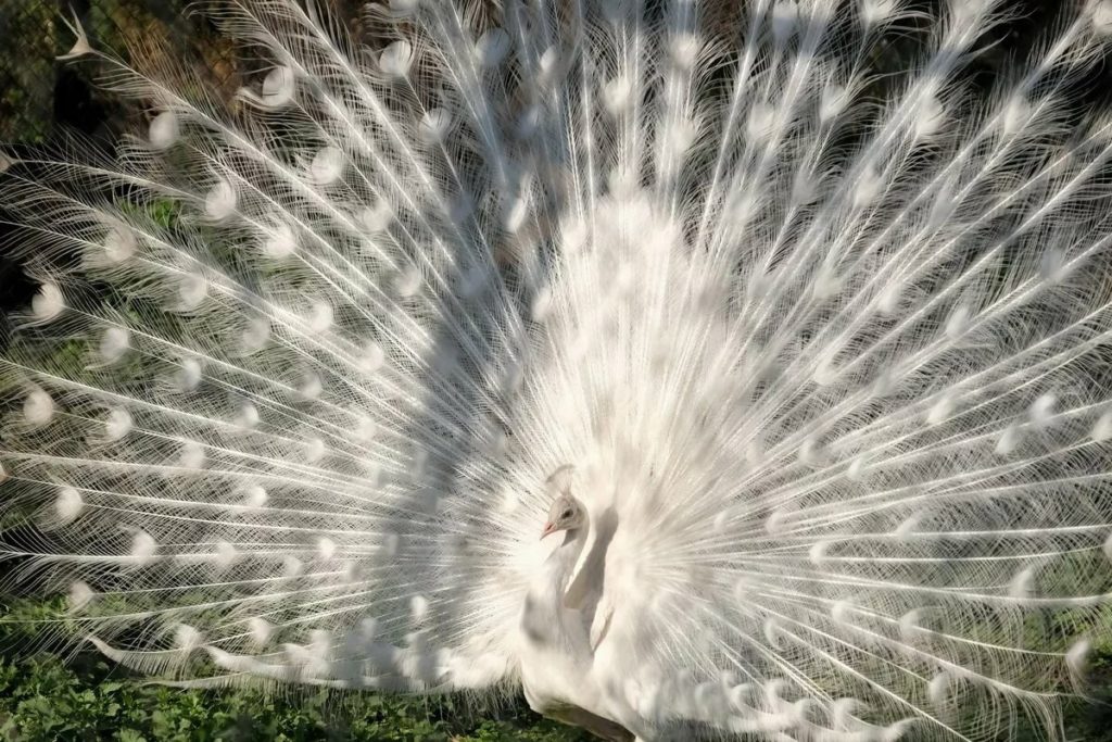 Белый павлин - белоснежный вестник