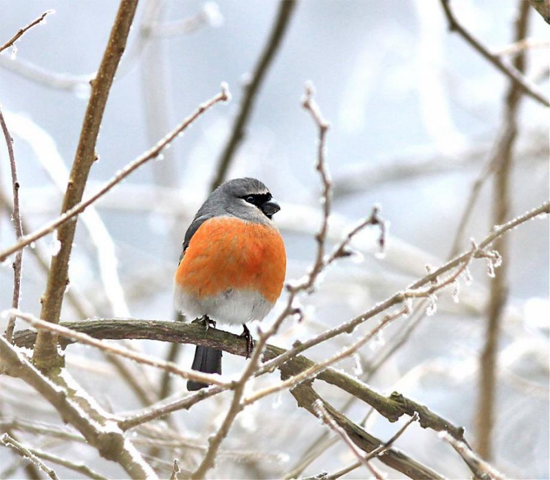 Куда улетает летом жить снегирь, где можно встретить зимой перелетных птиц