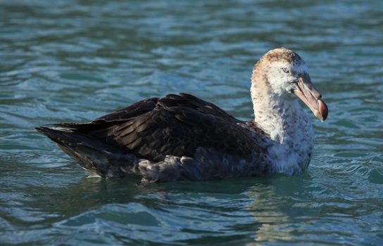 Какая птица ныряет глубже