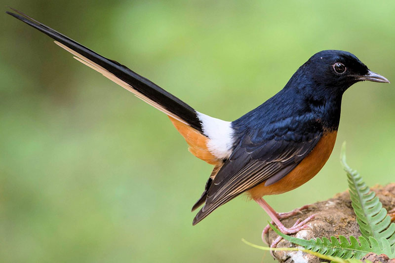 Дрозд: как выглядит и чем питается, это перелетная или неперелетная птица