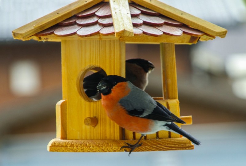 Куда улетает летом жить снегирь, где можно встретить зимой перелетных птиц