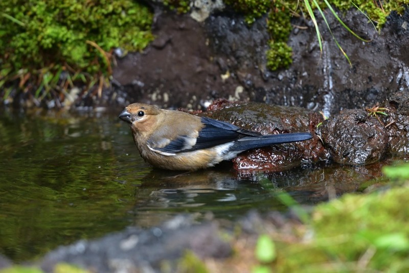 Куда улетает летом жить снегирь, где можно встретить зимой перелетных птиц