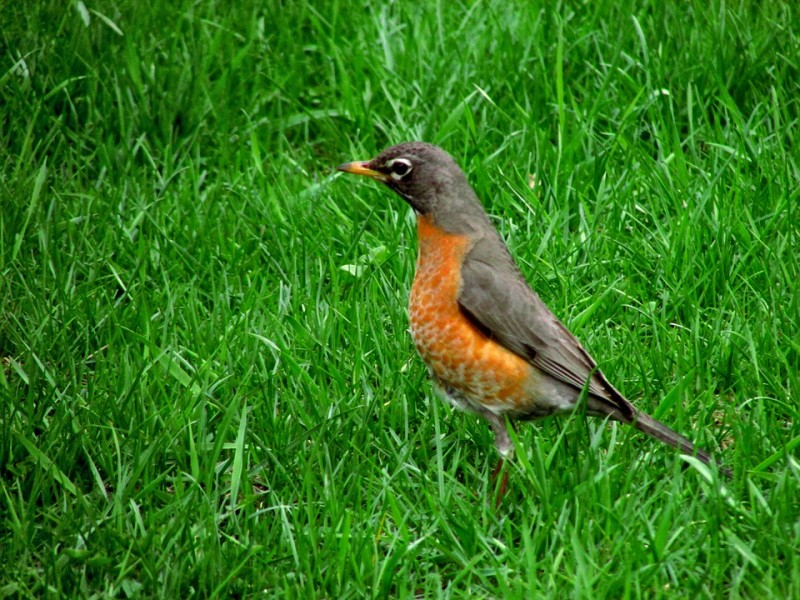 Дрозд: как выглядит и чем питается, это перелетная или неперелетная птица