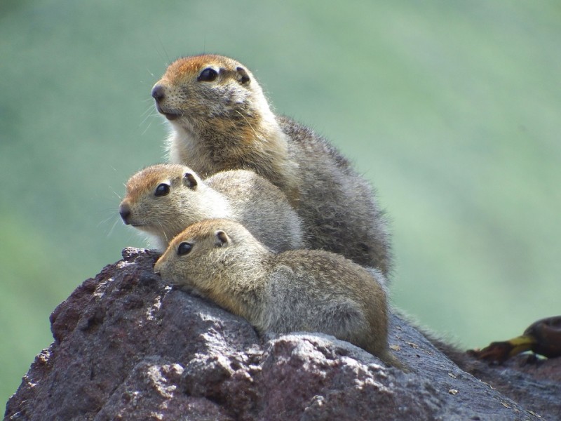 Суслик: описание животного, особенности, виды, образ жизни