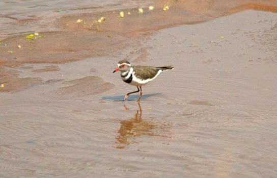 Какая птица ныряет глубже