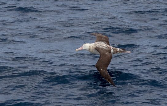 Какая птица ныряет глубже