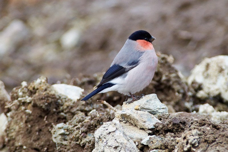 Куда улетает летом жить снегирь, где можно встретить зимой перелетных птиц