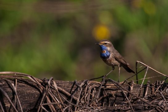 Варакушка: описание птицы с ярким клювом, фото, где обитает, чем питается, цвета, подвиды, интересные факты
