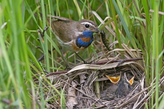 Самец варакушки в гнезде Варакушка в гнезде